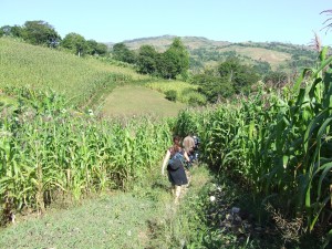 Walking along maize fields to perform an interview in the study area highlands