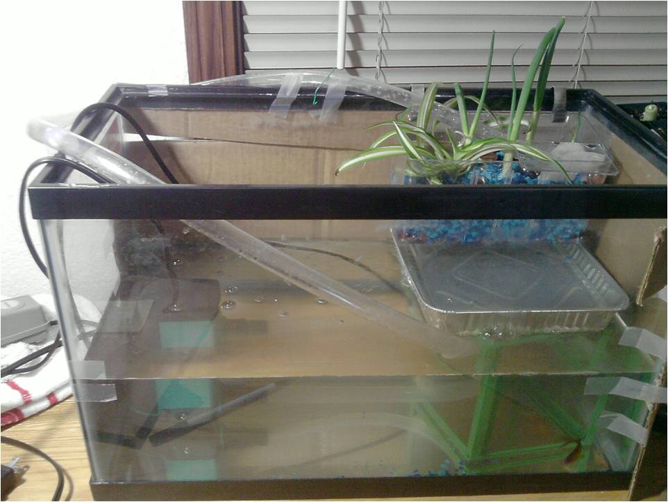 Green onions and goldfish: Growing food in a dorm room