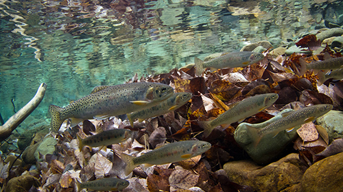 As Climate Warms American West, Iconic Trout In Jeopardy